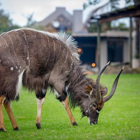 Belle Balance Bush Lodge Плеттенберг-Бей Екстер'єр фото
