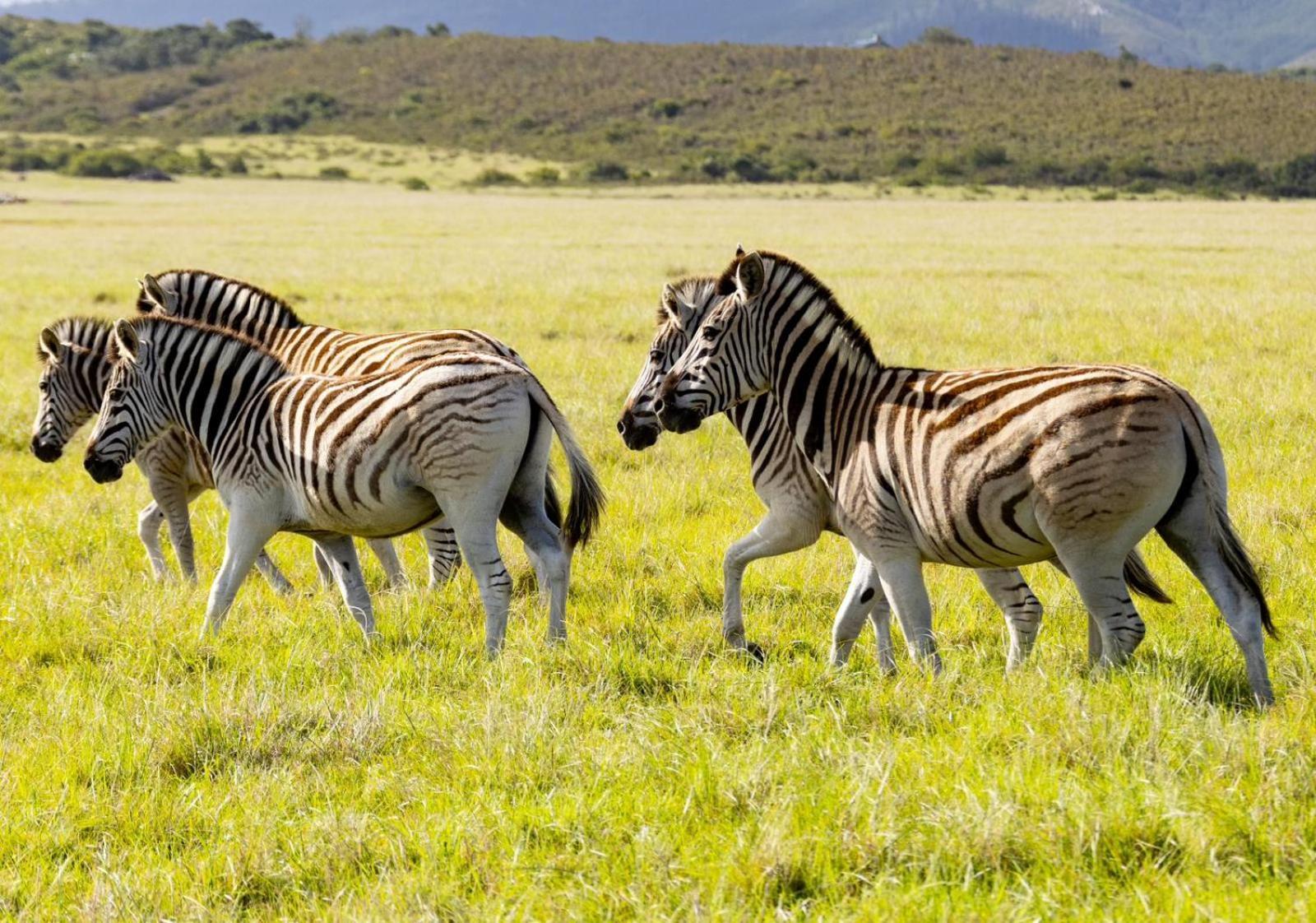 Belle Balance Bush Lodge Плеттенберг-Бей Екстер'єр фото
